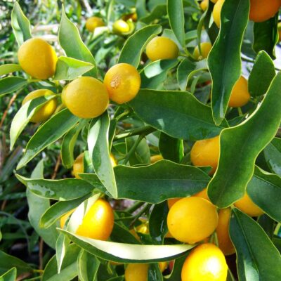 citronnier citron 2