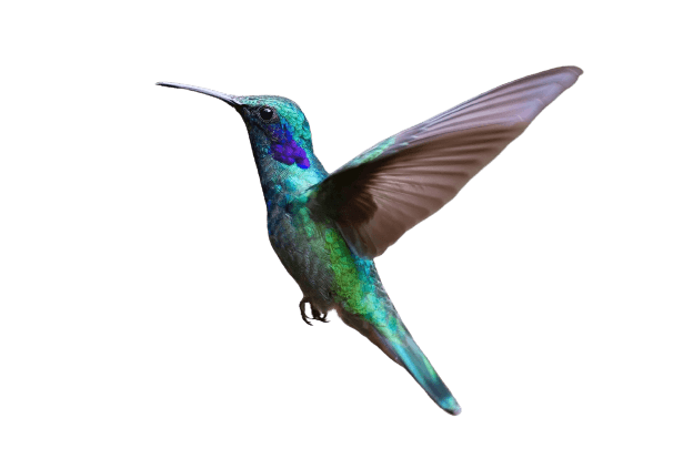 A propos colibri